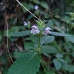 Galeopsis tetrahitКветка