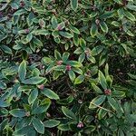 Daphne odora Alkat (teljes növény)