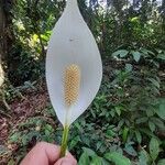 Spathiphyllum friedrichsthalii Flower