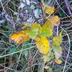 Betula humilis Leaf