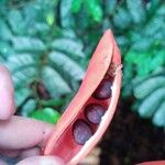 Sterculia megistophylla Fruit