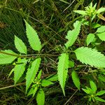 Bidens connata Foglia