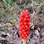 Arum italicumVaisius