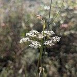 Pimpinella saxifragaBlüte