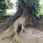 Ficus citrifolia Anders