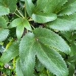 Helleborus argutifolius Leaf