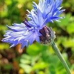 Centaurea cyanus फूल