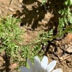 Anthemis pseudocotula Blatt