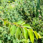 Grewia trichocarpa Hoja