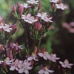 Centaurium erythraea Flower