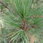 Pinus cembra ഇല