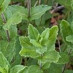 Veronica teucrium Leaf