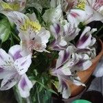 Alstroemeria aureaFlower