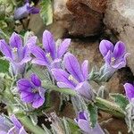 Campanula celsii Kvet