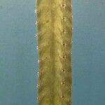 Cereus hexagonusHostoa