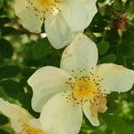 Rosa spinosissima Virág