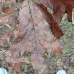 Quercus falcata Leaf