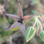 Trichodesma zeylanicum Fruit