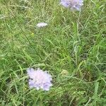 Scabiosa columbariaFlower