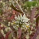 Alternanthera flavescens Blomst