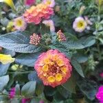 Lantana aculeata Flors