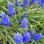 Muscari azureum Lorea