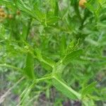 Helenium microcephalum Leaf