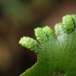 Lygodium microphyllum Foglia