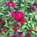 Salvia greggii花