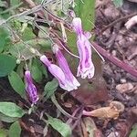 Penstemon smallii Flower