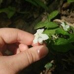 Viola blanda 花