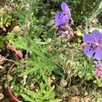 Geranium pratenseFleur