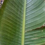 Strelitzia nicolai Leaf