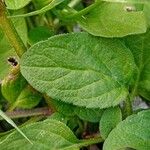 Prunella vulgaris Blad