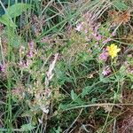 Centaurium erythraea Habitus