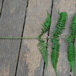 Lastreopsis vieillardii List