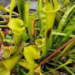 Sarracenia flava Folha