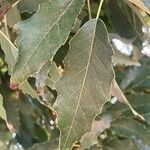 Quercus castaneifolia Листок