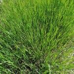 Elymus pungens Hostoa