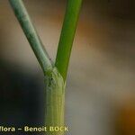 Festuca pallens Corteza