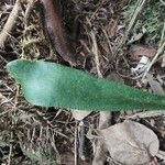 Antrophyum boryanum Hoja