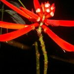 Erythrina gibbosa Květ