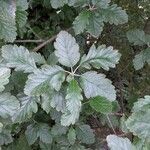 Sorbus intermedia Leaf