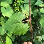 Vitis vulpina Листок