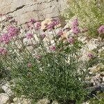 Centranthus angustifolius Habit