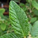Pomaderris racemosa 葉