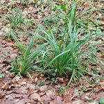 Carex vesicaria برگ