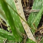 Aloe amudatensis Blad