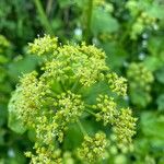 Smyrnium olusatrum Blad