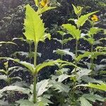 Silphium perfoliatum Leaf